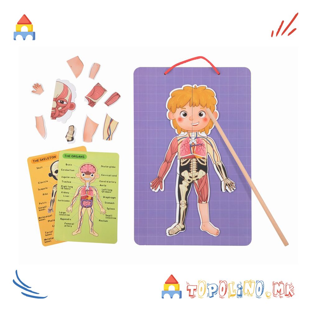 Дрвена Играчка Магнетна Табла со Човечкото Тело - Tooky Toy