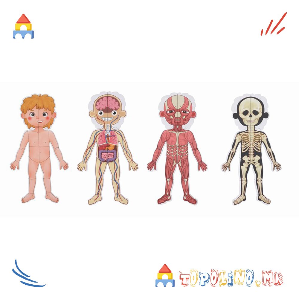 Дрвена Играчка Магнетна Табла со Човечкото Тело - Tooky Toy - Image 2